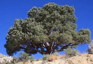 Pinon Pine Tree, Source of Pinon wood. Image Source: Wikipedia