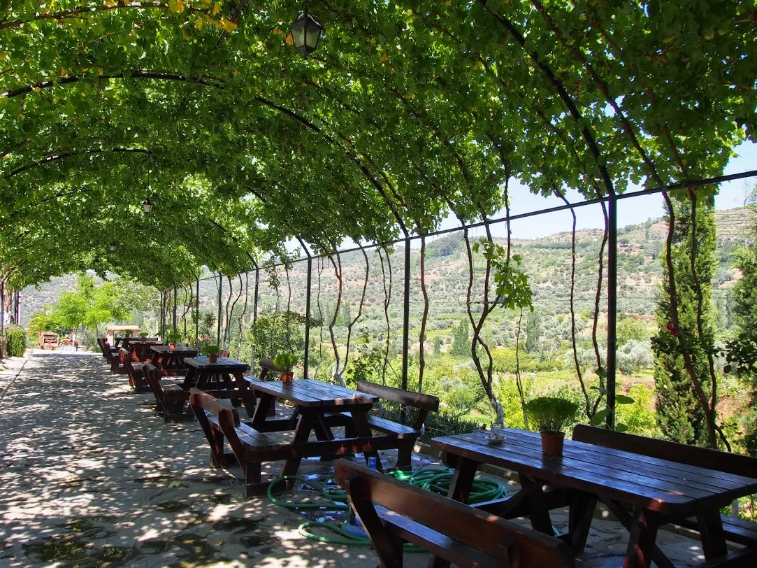 Arched Vines Around a Seating ARea
