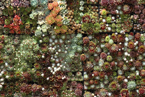 Incredible Succulent Garden Source Sunshine&Design