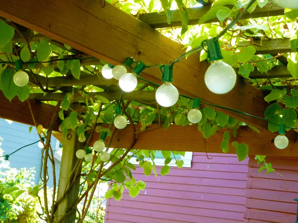 Kiwi Vines on Pergola. Source: hipchickdigs