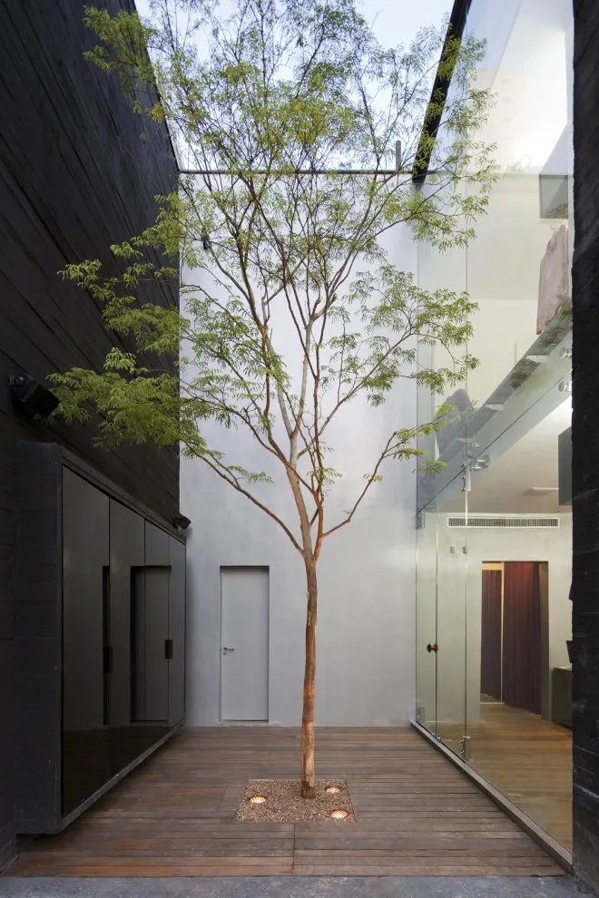Tree in Narrow Internal Courtyard Source: Pinterest