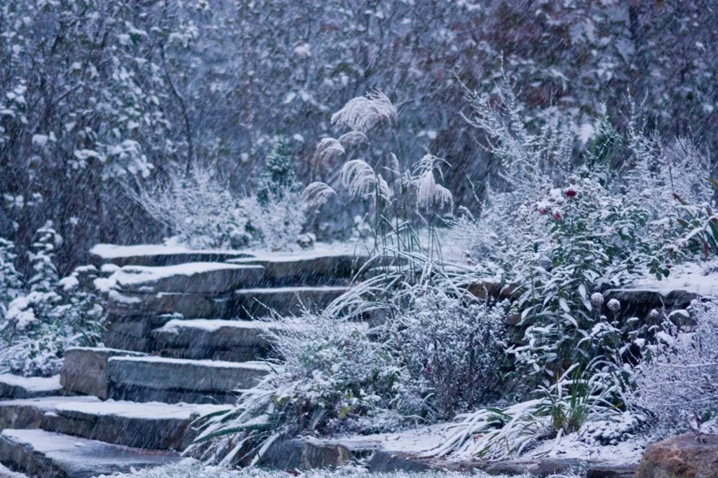 Winter Garden with Steps. Source: Ken’s Kitchen Garden