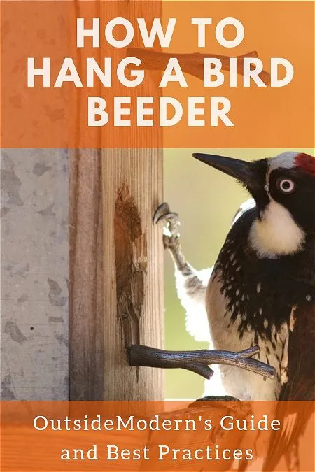 How to Hang a Bird Feeder