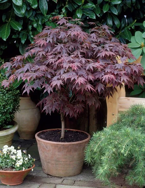 Acer Palmatum Japanese Maple Tree
