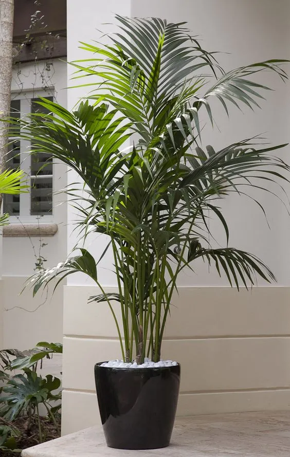 Howea Fosteriana