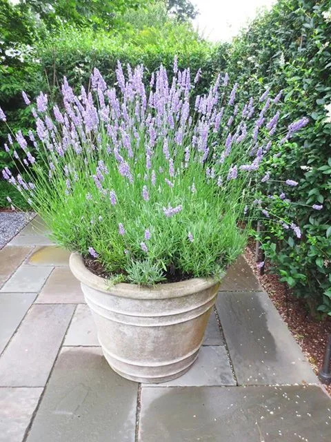 Lavendula Angustifolia