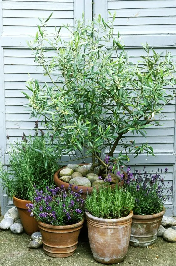 Olea Europaea (Olive Tree) one of the best patio plants around!