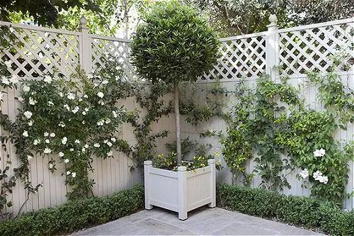Bay Laurel