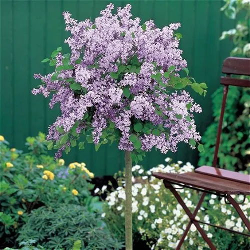 Dwarf Lilac