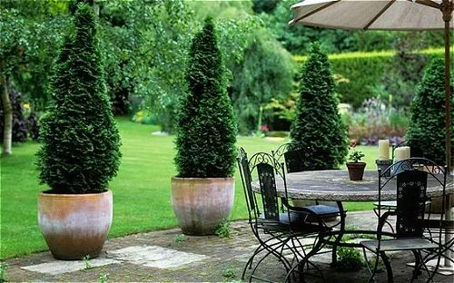 Italian Cypress, one of the best patio trees