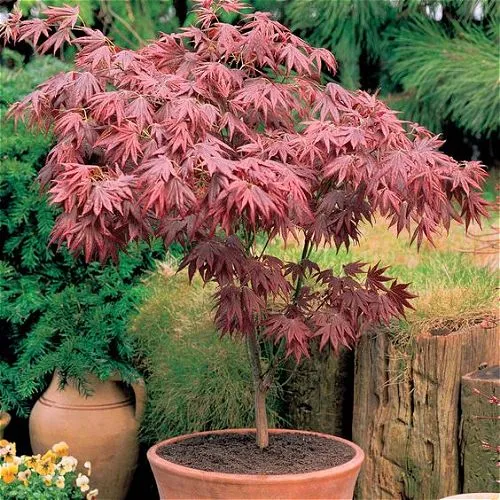 Japanese Maple
