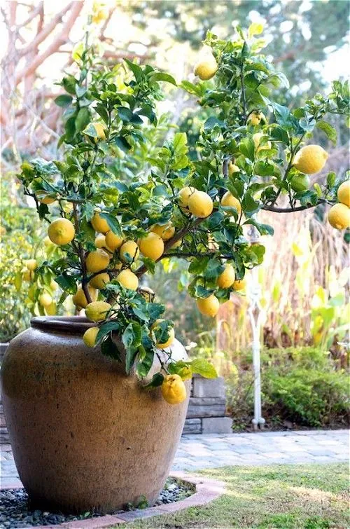 Lemon Tree