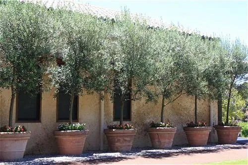 Potted Olive