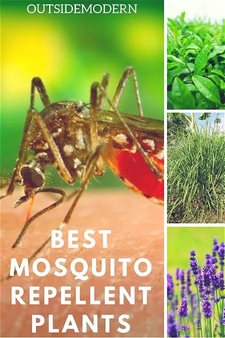 Best Mosqutio Repellent Plants