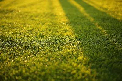 A Beautiful Lawn Source: Pexels