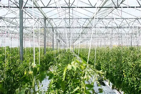 A Big Greenhouse