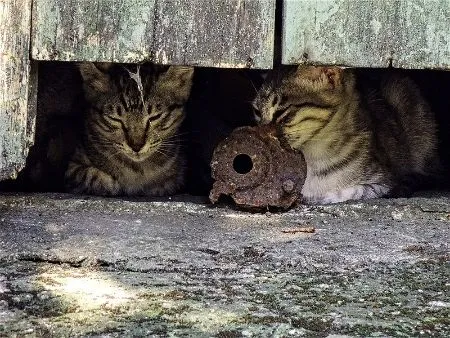 feral cat