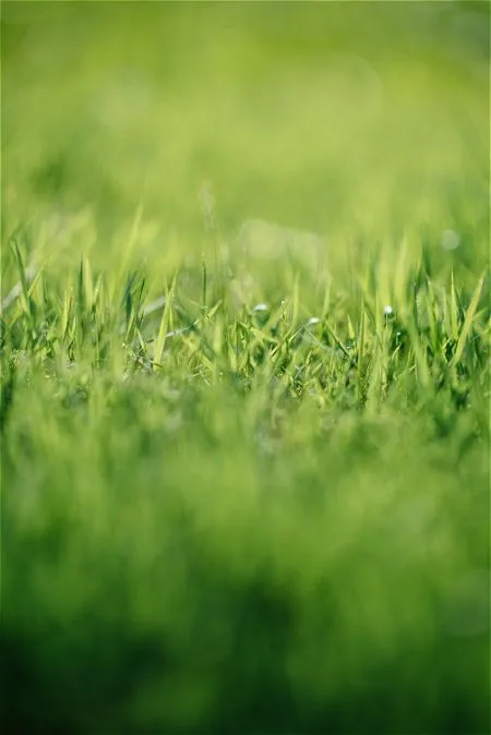 Best Grass Seed: How to Sow Grass Seed, and What to Use!