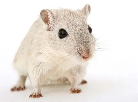 mice