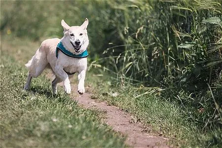 Dog Invisible Fence