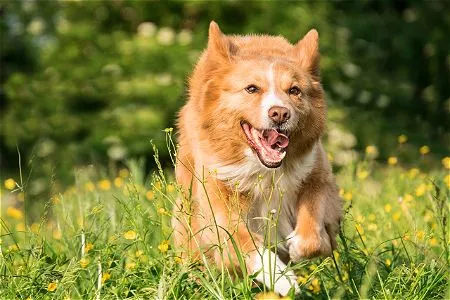 Wireless Dog Fence Safety