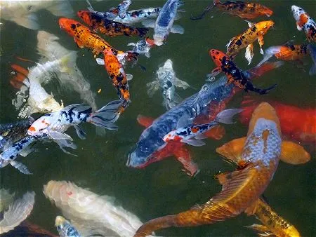 Koi Pond Fish Together