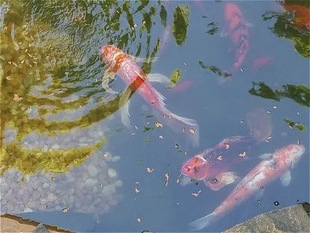 Koi Pond Splash
