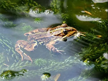 frog picture