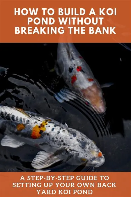 how to build a koi pond cheap