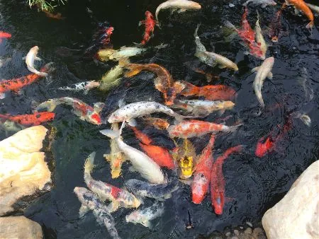 koi pond beauty