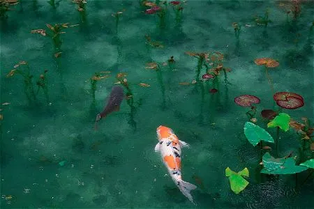 koi pond and lilly pads