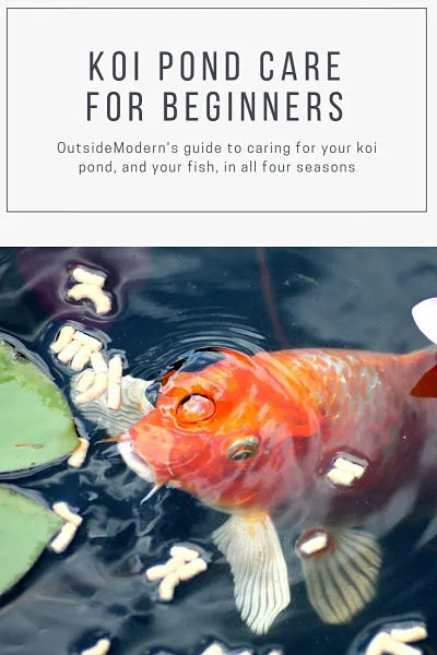 koi pond care for beginners