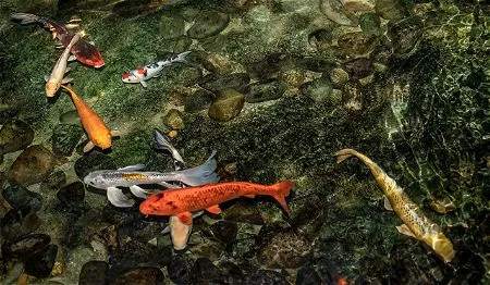 koi pond fish