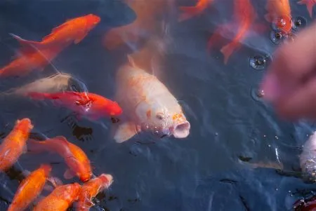 building a koi pond step by step guide