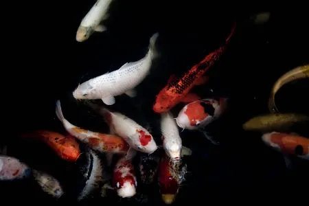 koi in pond