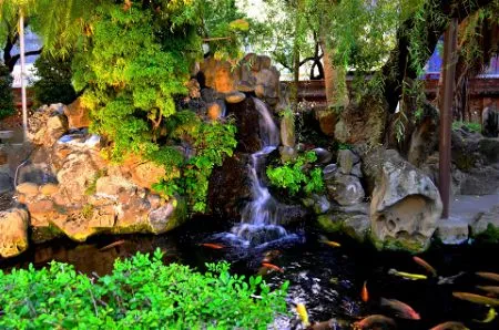 stunning koi pond
