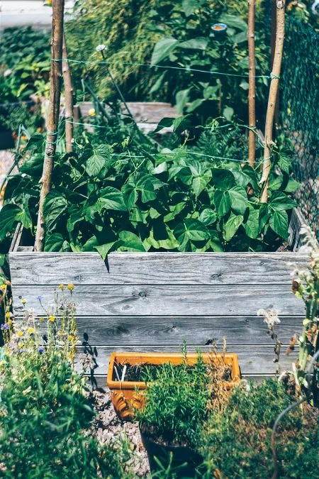 Garden Bed Photo