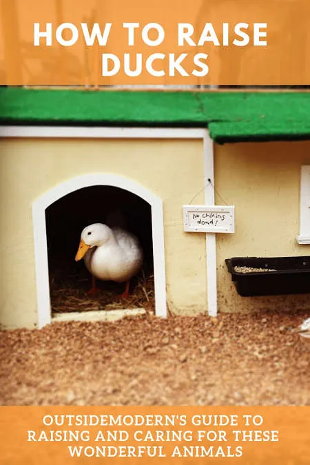 How to Raise Ducks