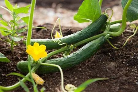 Zucchini Plants