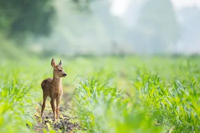 deer repellent