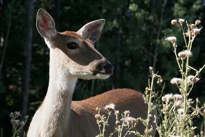 Keep Deer Away from Plants