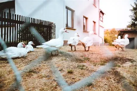 ducks on grass chain link fence
