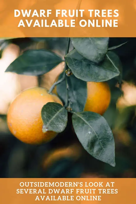 dwarf fruit trees for sale online