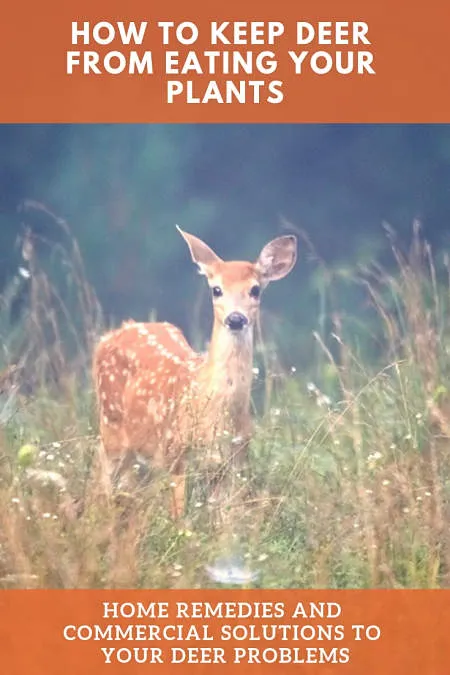 how to keep deer from eating your plants