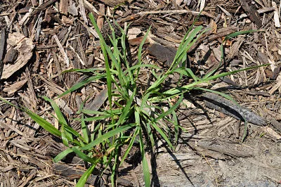 large crabgrass