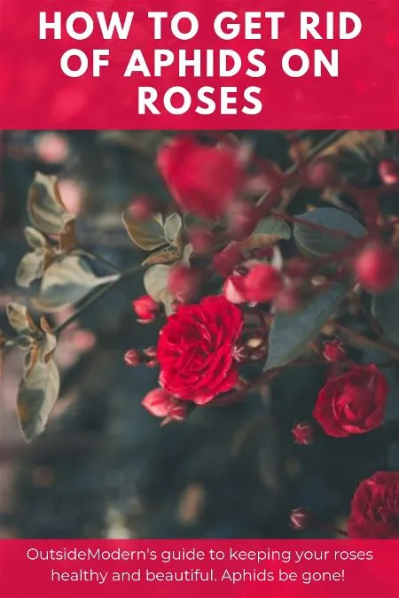 how to get rid of aphids on roses