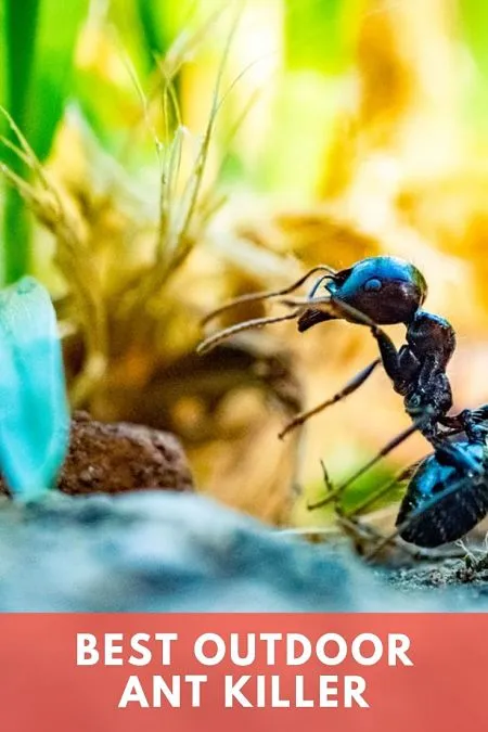 best outdoor ant killer