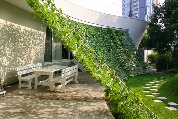 Growing Shade: Grow Your Own Shade For A Deck Or Patio