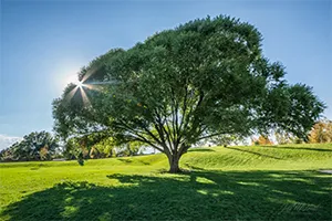growing shade