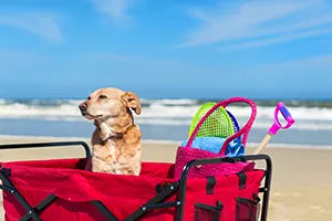 best beach cart
